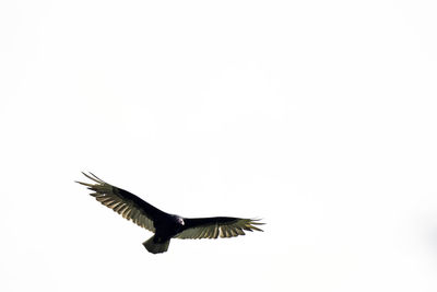 Close-up of eagle flying against clear sky