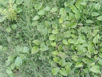 High angle view of plants growing on field