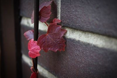 Close-up of red flowering plant against wall
