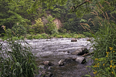 Stream flowing through rocks in forest