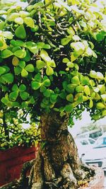 Close-up of fruit tree