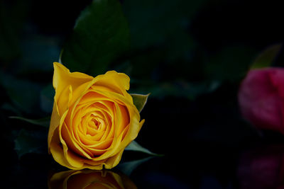 Close-up of yellow rose blooming outdoors