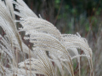 Close-up of stalks in field
