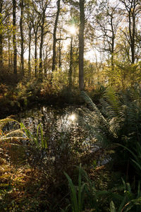 Scenic view of river in forest