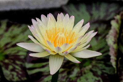 Close-up of lotus water lily