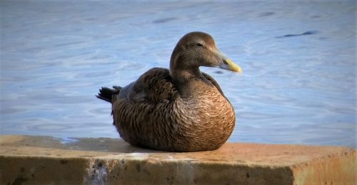 Bird in water