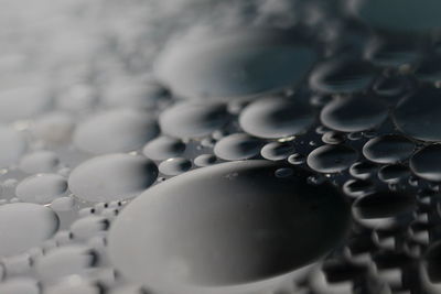 Close-up of water lily