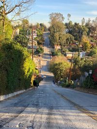 Dog walking on road against trees