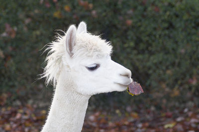 Portrait of a white llama with a tousled mane holding an aspen leaf in his mouth