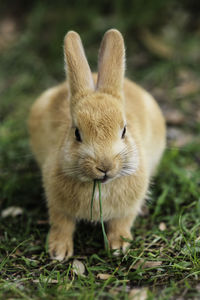 Close-up of rabbit eating grass on field