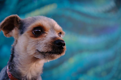 Close-up of dog looking away