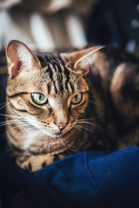 Close-up portrait of tabby cat