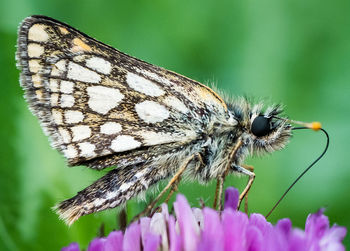 Close-up of butterfly on purple flower