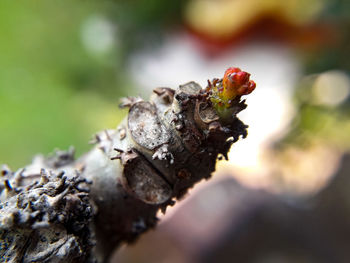 Close-up of insect on tree trunk