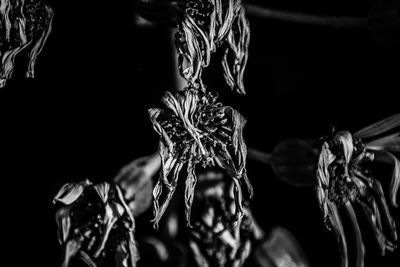 Close-up of leaves against black background