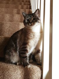 Portrait of a cat sitting on stairs