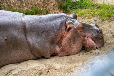 Close-up of horse sleeping in zoo