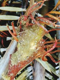 Close-up of rusty object