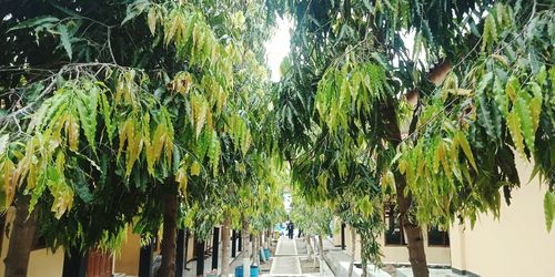 Panoramic view of people walking on palm trees