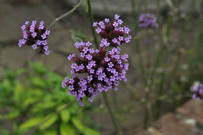 Close-up of purple flowering plant on field