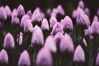 Close-up of pink flowers on field