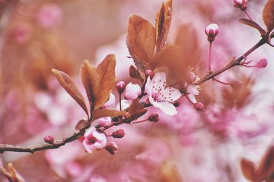 Pink blooming tree in the park in gdynia