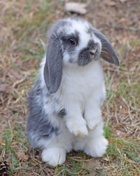High angle view of rabbit on field