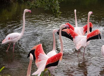 Flamingos in a lake flapping their wings