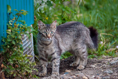 Portrait of a cat