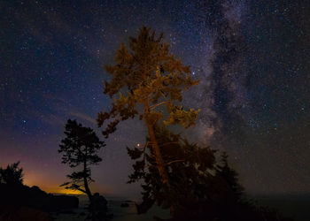 Low angle view of silhouette tree against sky at night