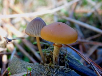 Close-up of fly agaric mushroom