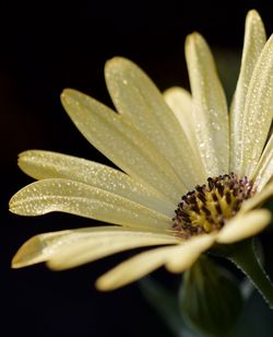 Close-up of water drops on yellow flower