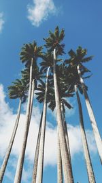 Low angle view of palm trees against blue sky