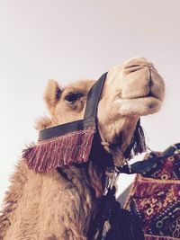 Close-up of camel against sky