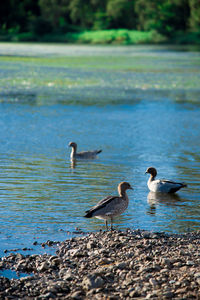 Ducks on a lake