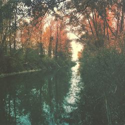 Reflection of trees in water against sky