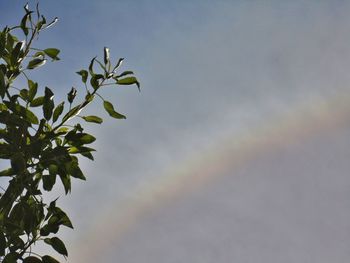 Low angle view of leaves against sky