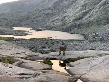 View of a horse on rock