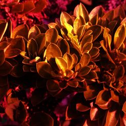 Close-up of flowering plant