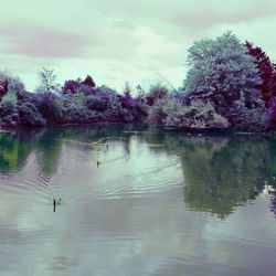 Flock of birds flying over lake