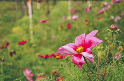 Close-up of pink flowers blooming outdoors