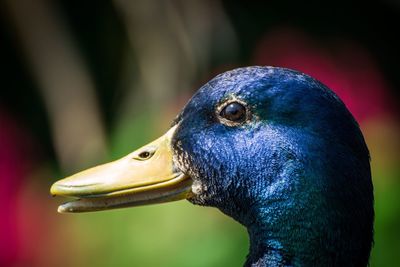 Close-up of swan