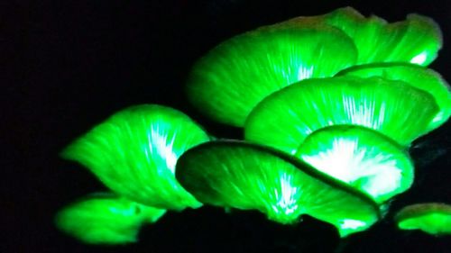 Close-up of illuminated lights against black background