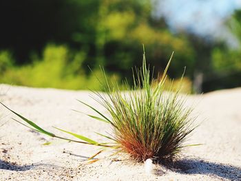 Close-up of plant against blurred background