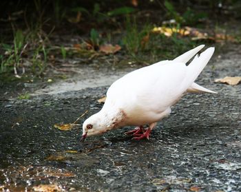 High angle view of duck on land