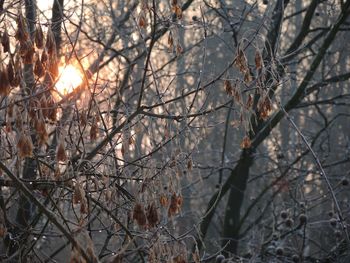 Bare trees at sunset