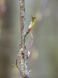 Close-up of insect perching on web