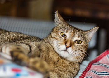 Close-up portrait of a cat