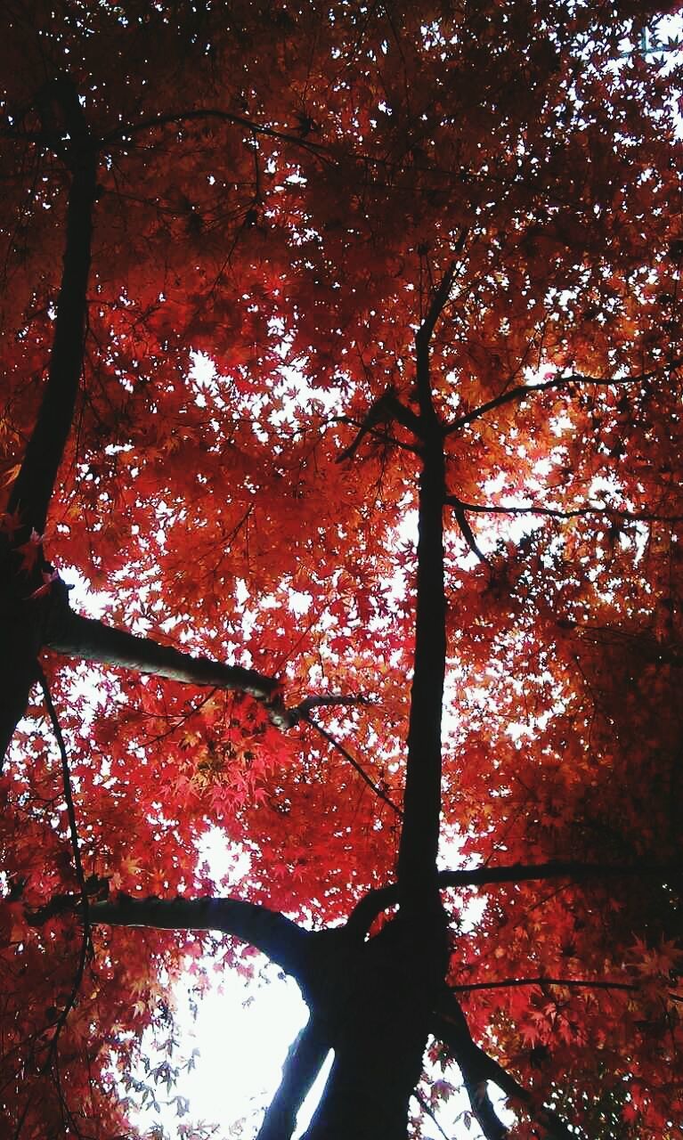 tree, autumn, low angle view, branch, tranquility, change, growth, nature, beauty in nature, season, orange color, tree trunk, scenics, tranquil scene, red, forest, leaf, outdoors, silhouette, sky