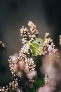 Close-up of butterfly pollinating on flower